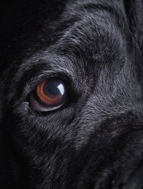 köpek doğurmak İtalyan cane corso