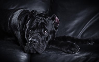 köpek doğurmak İtalyan cane corso