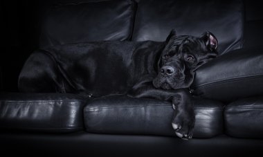 köpek doğurmak İtalyan cane corso
