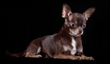 Chihuahua köpek, köpek yavrusu bir renk arka plan üzerinde