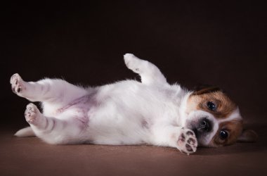 Köpek doğurmak Jack Russell Terrier köpek yavrusu