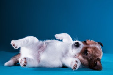 Köpek doğurmak Jack Russell Terrier köpek yavrusu