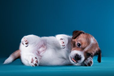 Köpek doğurmak Jack Russell Terrier köpek yavrusu