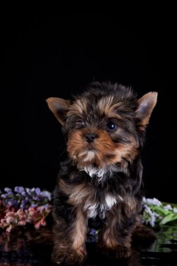 Yorkshire Terrier köpeği.