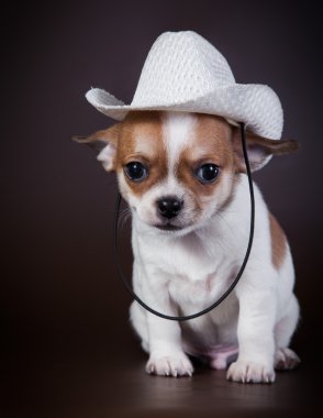 Chihuahua köpek, köpek yavrusu bir renk arka plan üzerinde