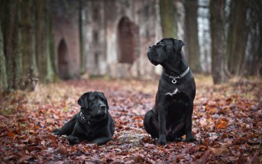 köpeği cane corso