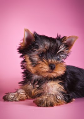 Yorkshire terrier yavrusu