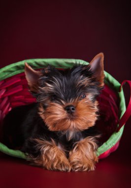 Yorkshire terrier yavrusu