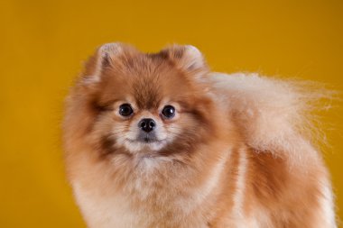pomeranian köpek doğurmak