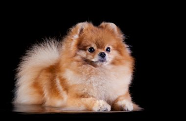 pomeranian köpek doğurmak