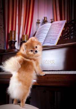 pomeranian köpek doğurmak
