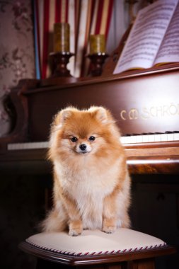 pomeranian köpek doğurmak