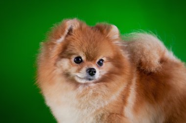 pomeranian köpek doğurmak