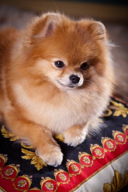 pomeranian köpek doğurmak
