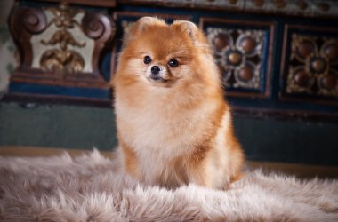 pomeranian köpek doğurmak