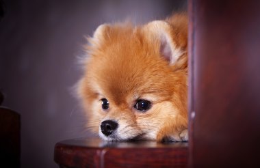 pomeranian köpek doğurmak