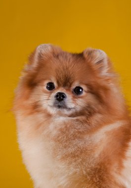 pomeranian köpek doğurmak