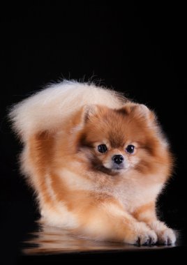 pomeranian köpek doğurmak