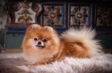 pomeranian köpek doğurmak