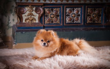 pomeranian köpek doğurmak