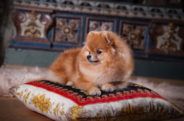 pomeranian köpek doğurmak