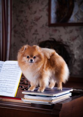 pomeranian köpek doğurmak