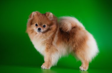 pomeranian köpek doğurmak