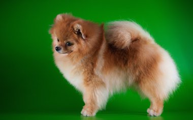 pomeranian köpek doğurmak