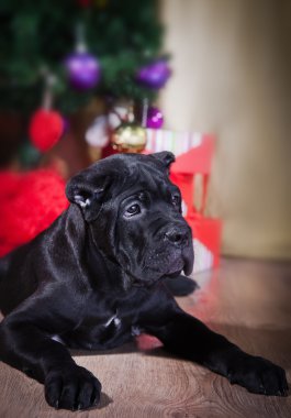 Köpek doğurmak Cane Corso,