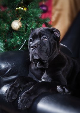 Köpek doğurmak Cane Corso,