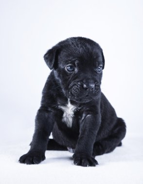 köpek doğurmak İtalyan cane corso, köpek yavrusu