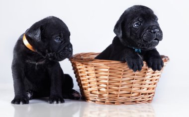 köpek doğurmak İtalyan cane corso, köpek yavrusu