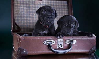 köpek doğurmak İtalyan cane corso, köpek yavrusu