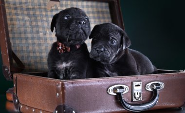 köpek doğurmak İtalyan cane corso, köpek yavrusu