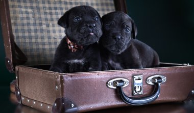 köpek doğurmak İtalyan cane corso, köpek yavrusu