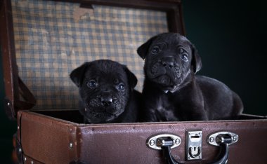 köpek doğurmak İtalyan cane corso, köpek yavrusu