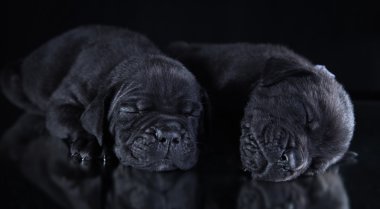 köpek doğurmak İtalyan cane corso, köpek yavrusu