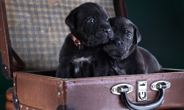 köpek doğurmak İtalyan cane corso, köpek yavrusu