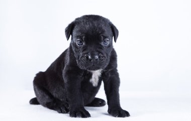 Cane Corso köpek yavrusu