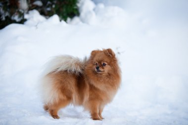 Pomeranya köpeği karda