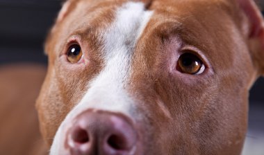 köpek doğurmak Amerikalı çukur boğa korkunç