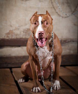 köpek doğurmak Amerikalı çukur boğa korkunç