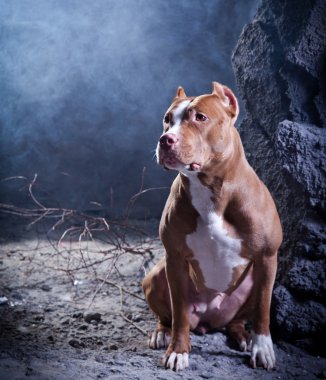 köpek doğurmak Amerikalı çukur boğa korkunç