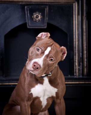 köpek doğurmak Amerikalı çukur boğa korkunç