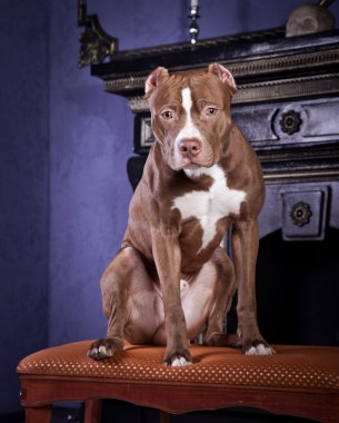 köpek doğurmak Amerikalı çukur boğa korkunç