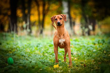 köpek doğurmak Rodezya ridgeback