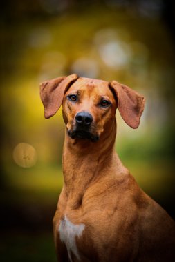 köpek doğurmak Rodezya ridgeback