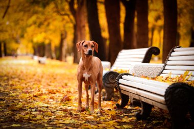 Sonbahar köpek doğurmak Rodezya Ridgeback