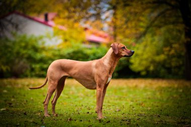 Sonbahar köpek doğurmak Rodezya Ridgeback