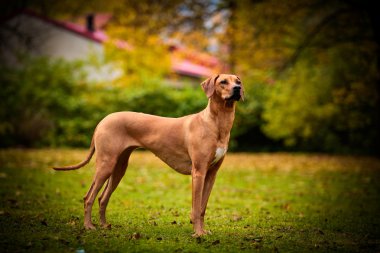Sonbahar köpek doğurmak Rodezya Ridgeback